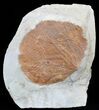 Fossil Leaf (Zizyphoides) - Montana #53292-1